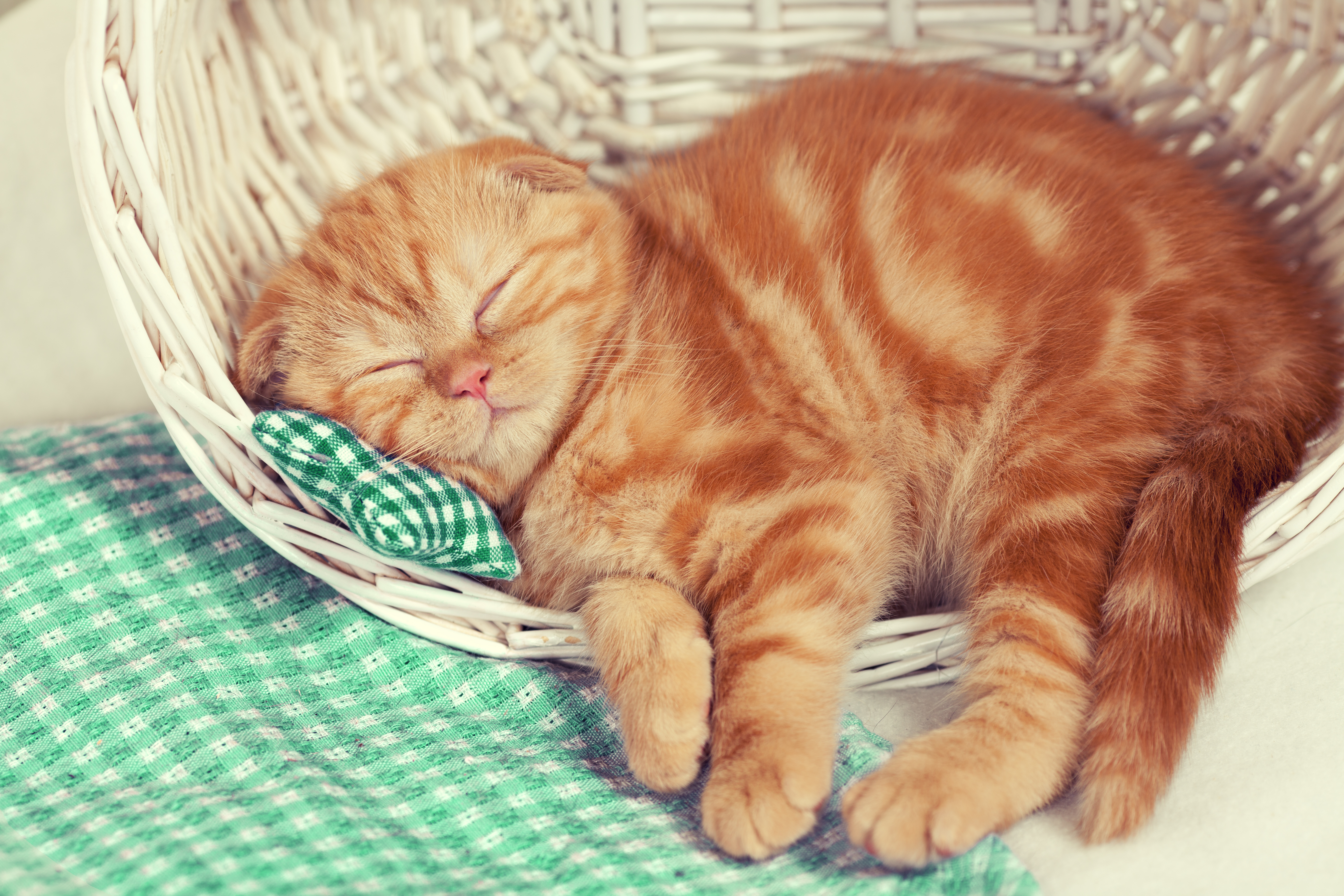 Little red kitten sleeps in a basket