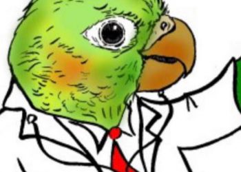dr.bird鳥博士